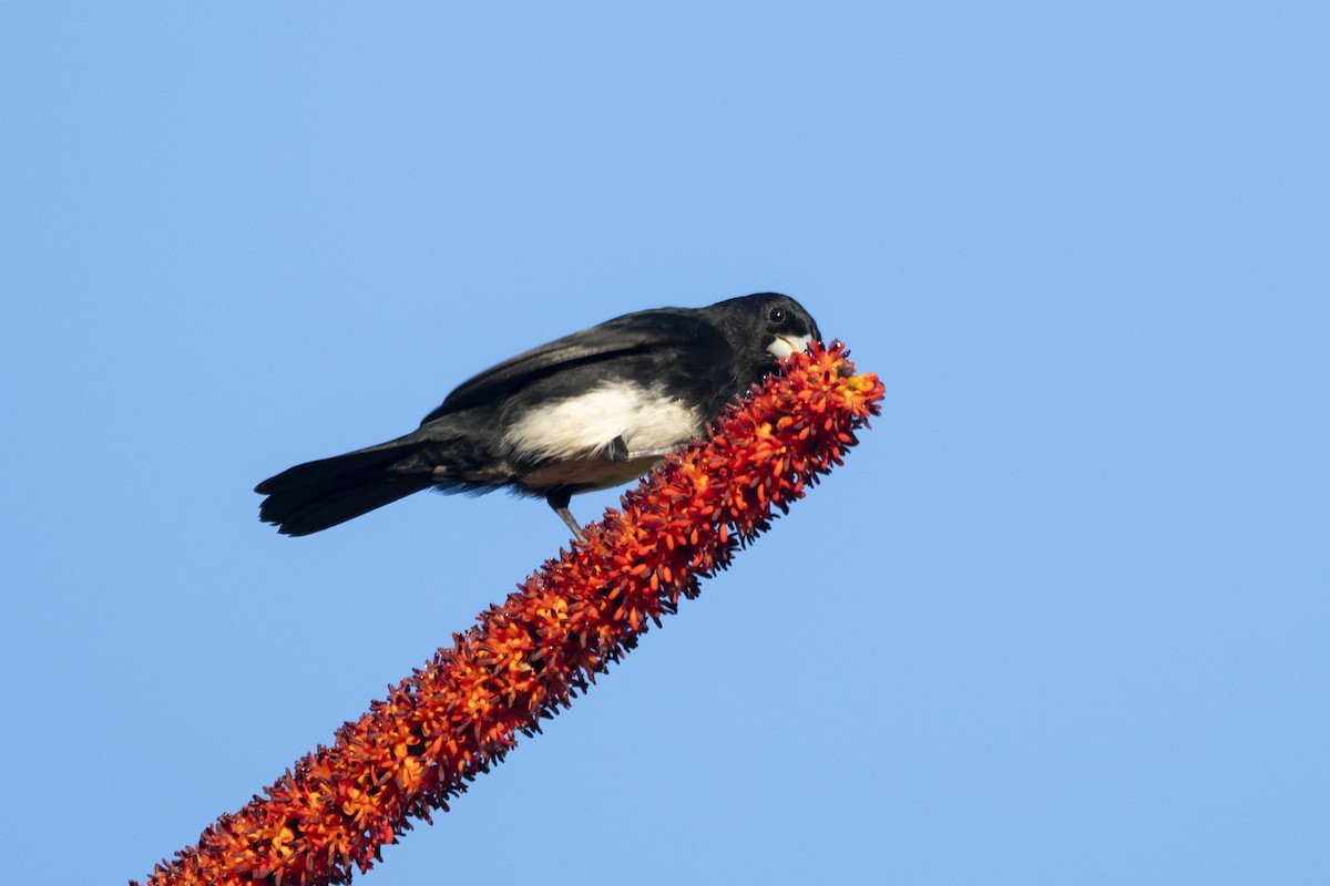 Cone-billed Tanager - ML644927600