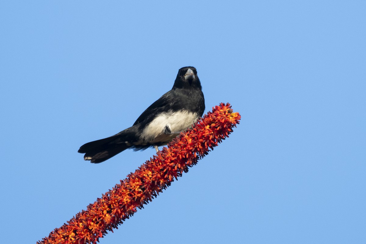 Cone-billed Tanager - ML644927602