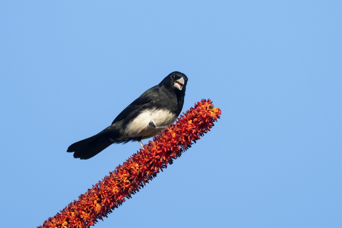 Cone-billed Tanager - ML644927603