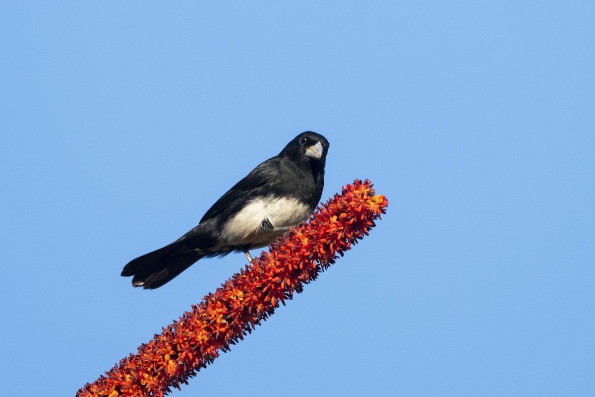 Cone-billed Tanager - ML644927604