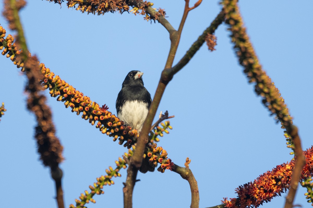 Cone-billed Tanager - ML644927607