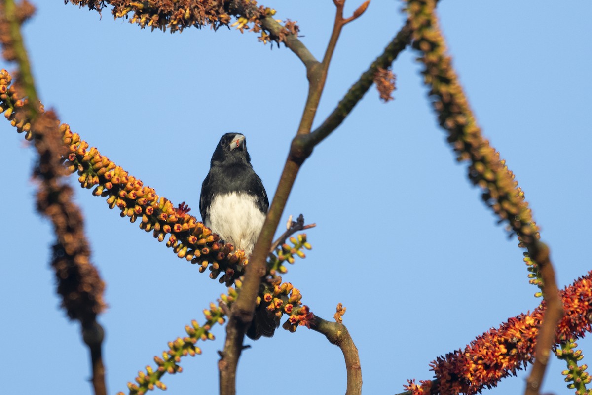 Cone-billed Tanager - ML644927608