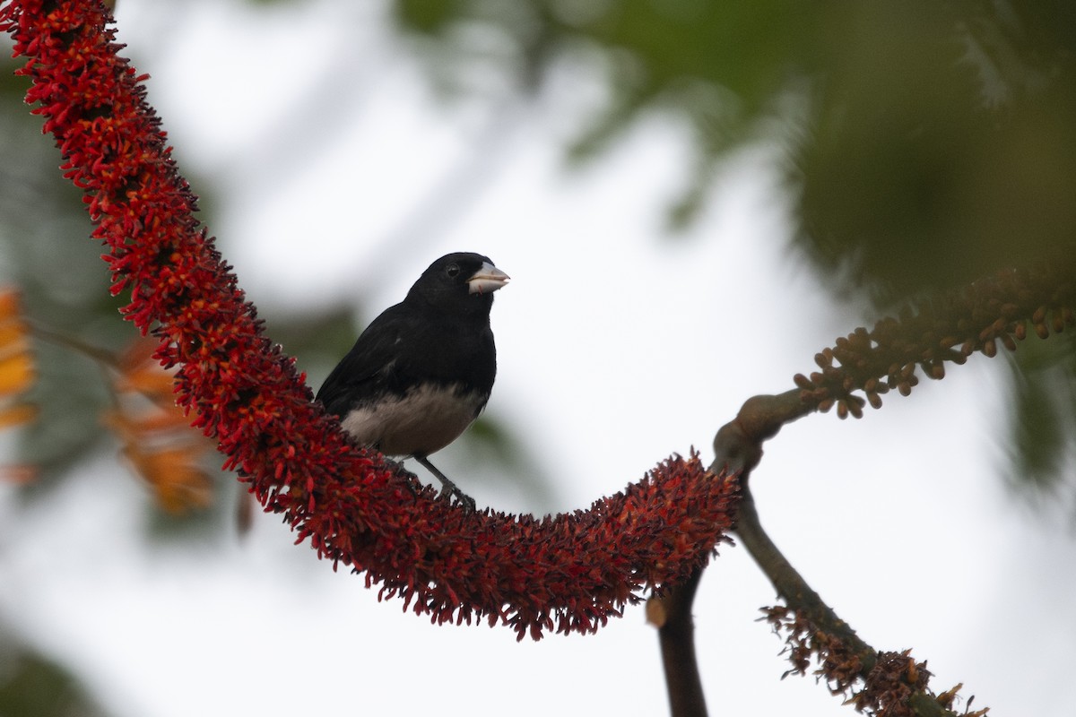 Cone-billed Tanager - ML644927609