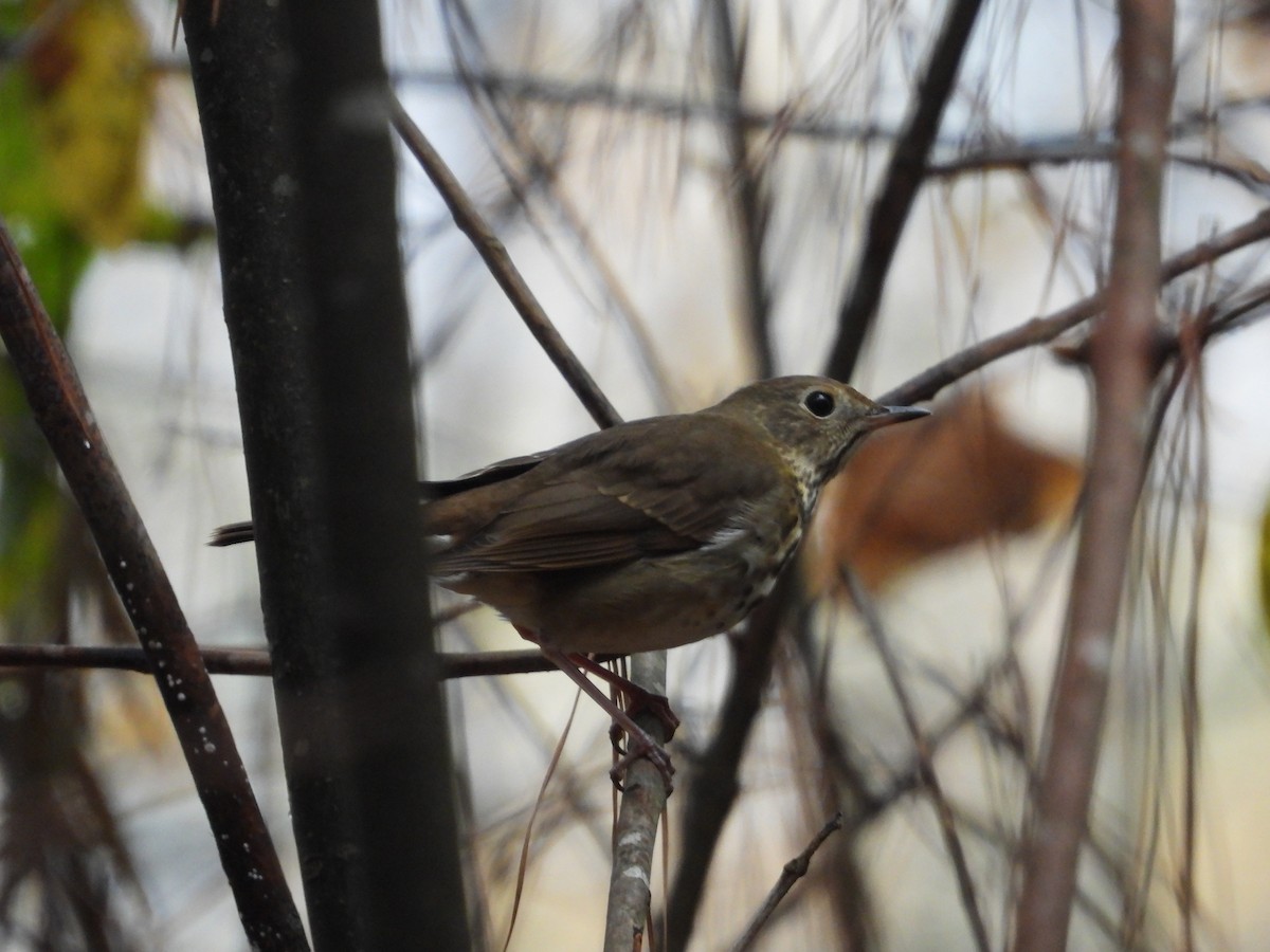 Дрозд-отшельник - ML644927632