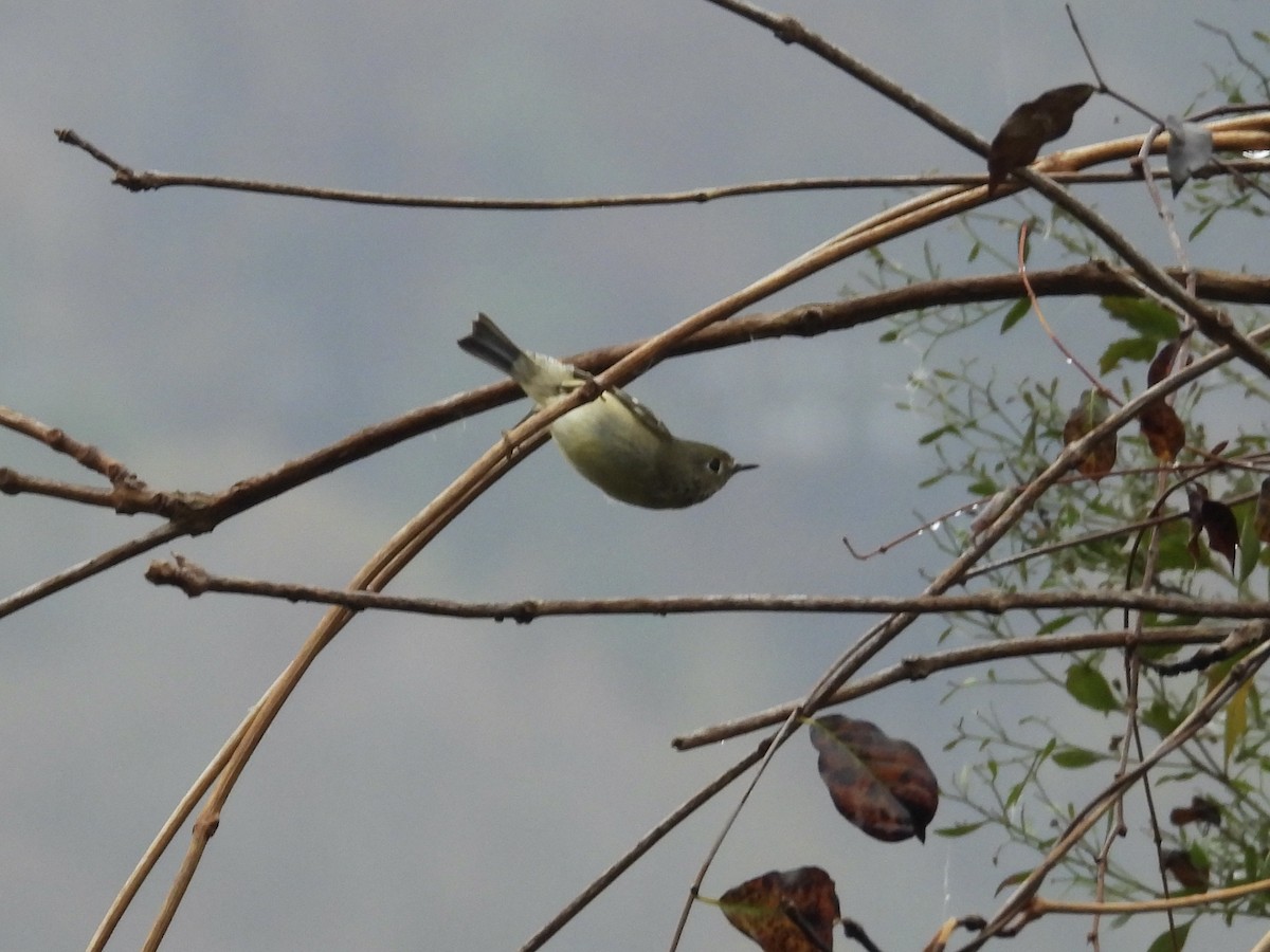 Рубиноголовый королёк - ML644927639