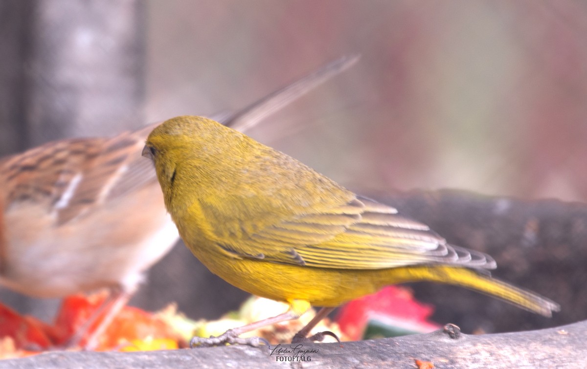 Greenish Yellow-Finch - ML644927641