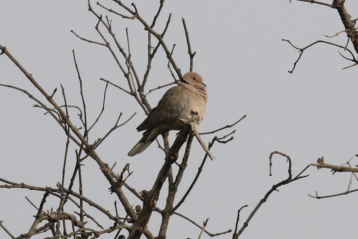 Vinaceous Dove - ML644927647