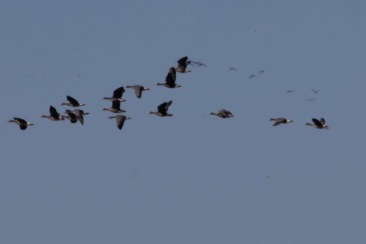 Greater White-fronted Goose - ML644927649