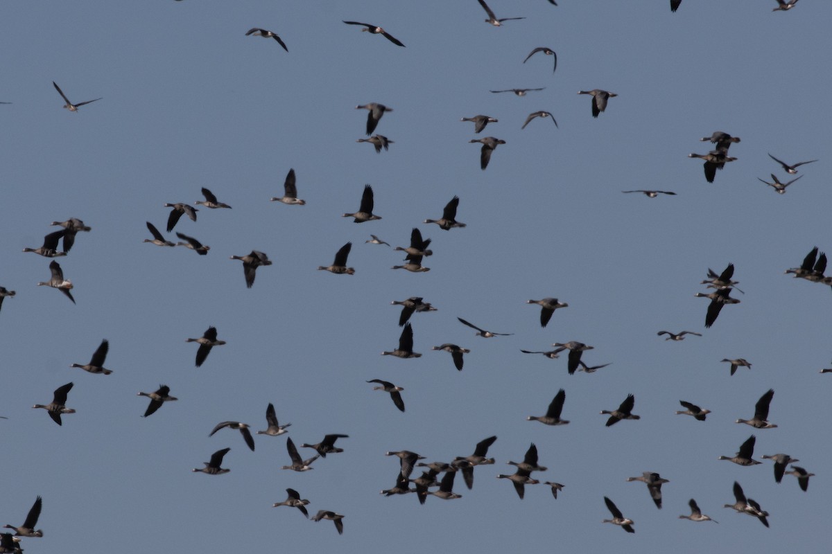 Greater White-fronted Goose - ML644927650