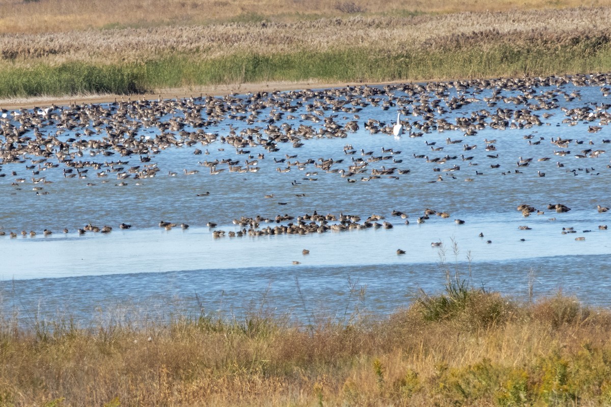 Greater White-fronted Goose - ML644927651
