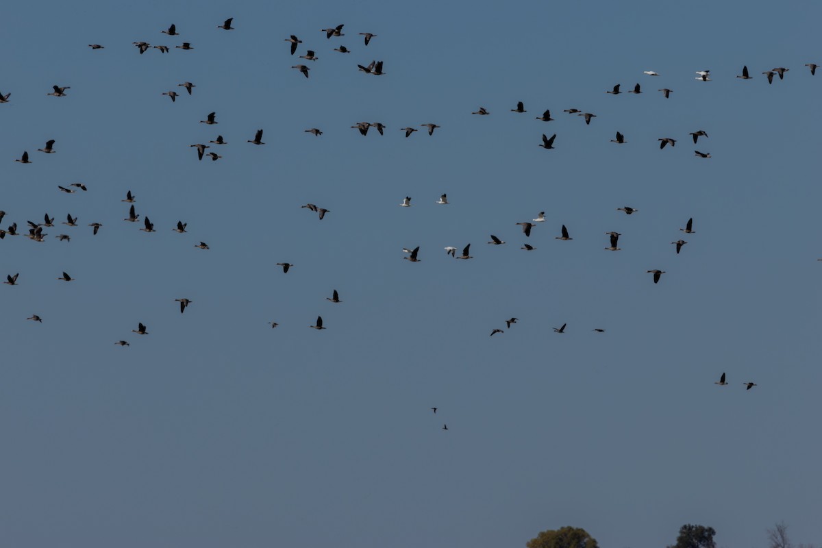 Greater White-fronted Goose - ML644927652