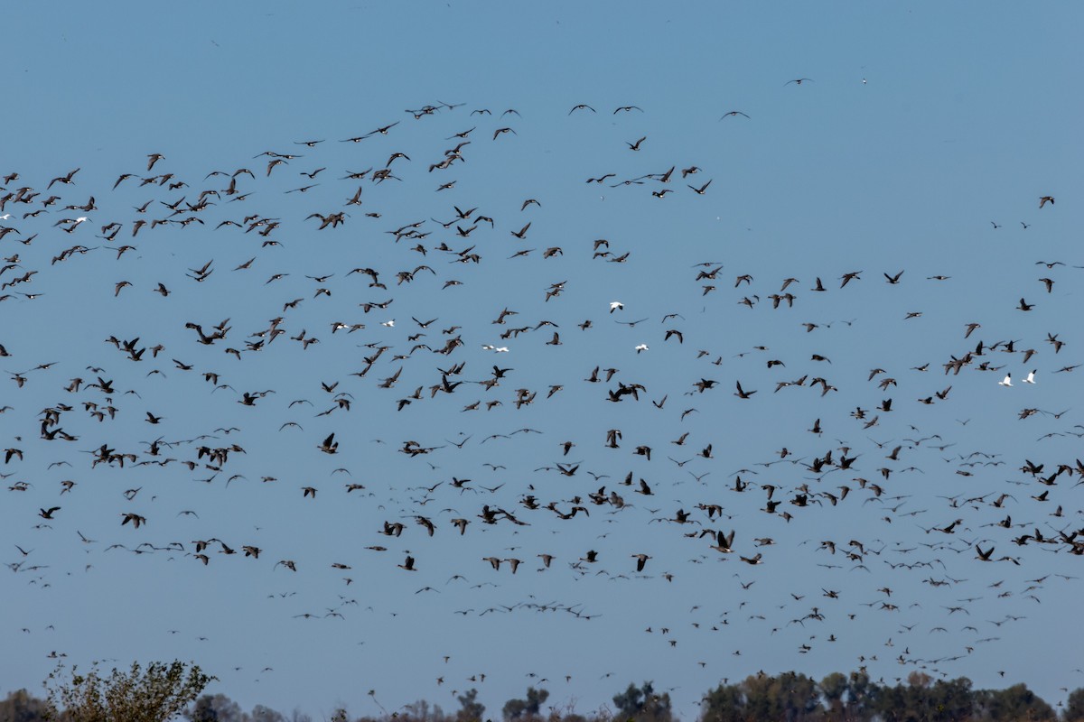 Greater White-fronted Goose - ML644927653