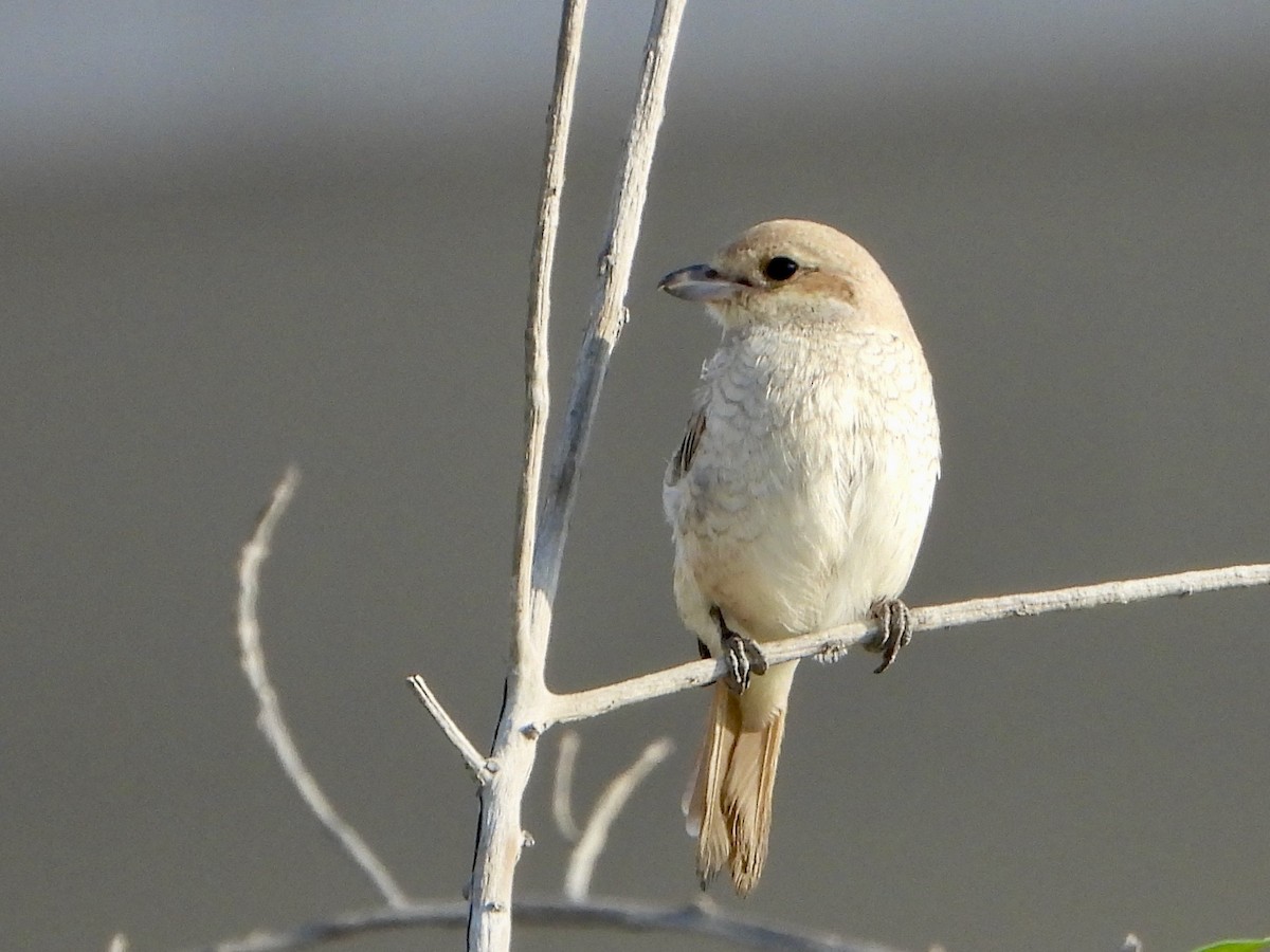 Isabelline Shrike - ML644927659
