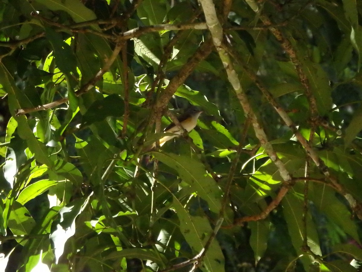 Горихвостковая древесница - ML644927667