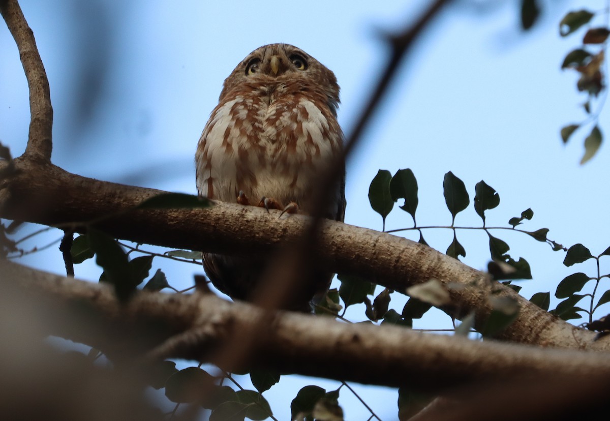 Pearl-spotted Owlet - ML644927668