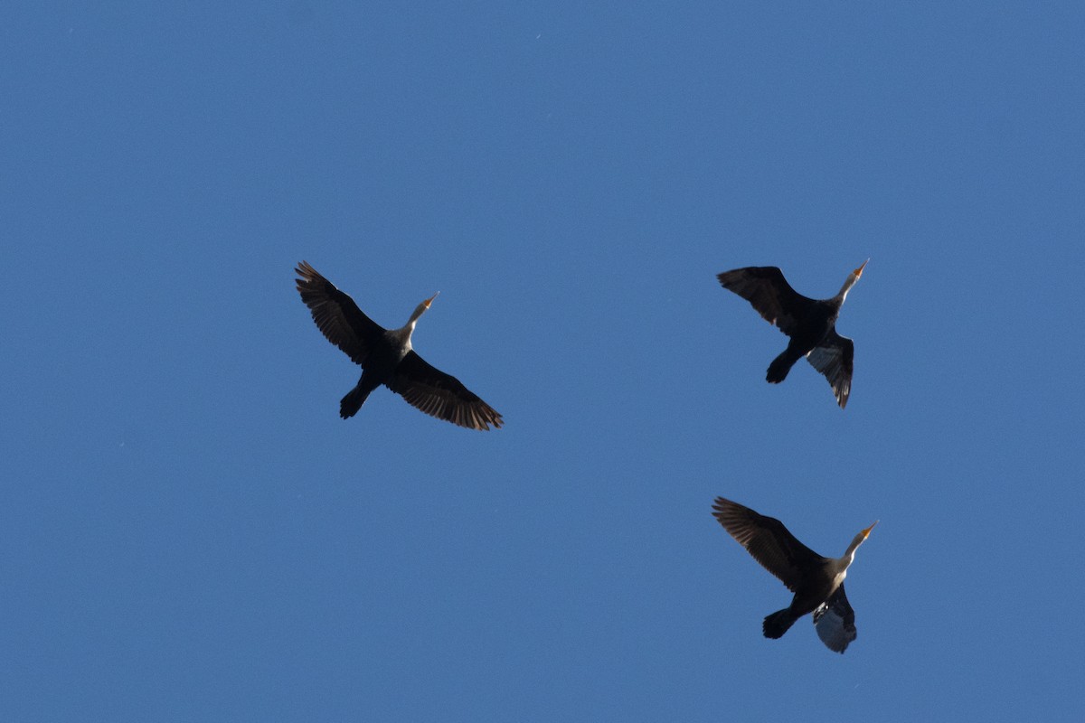 Double-crested Cormorant - ML644927680