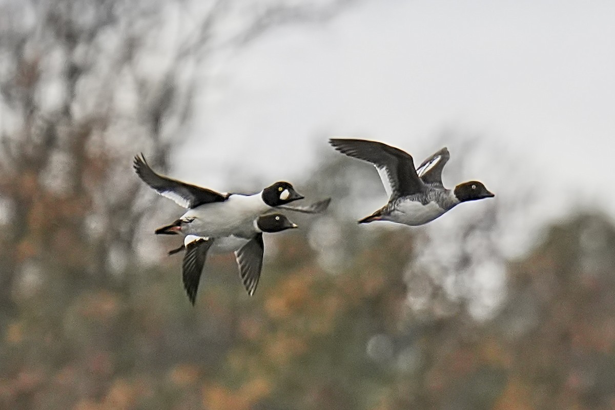Common Goldeneye - ML644927685