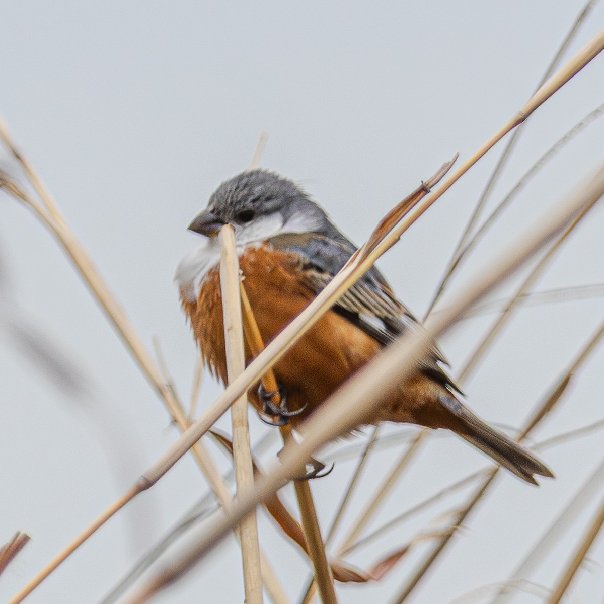 Marsh Seedeater - ML644927696