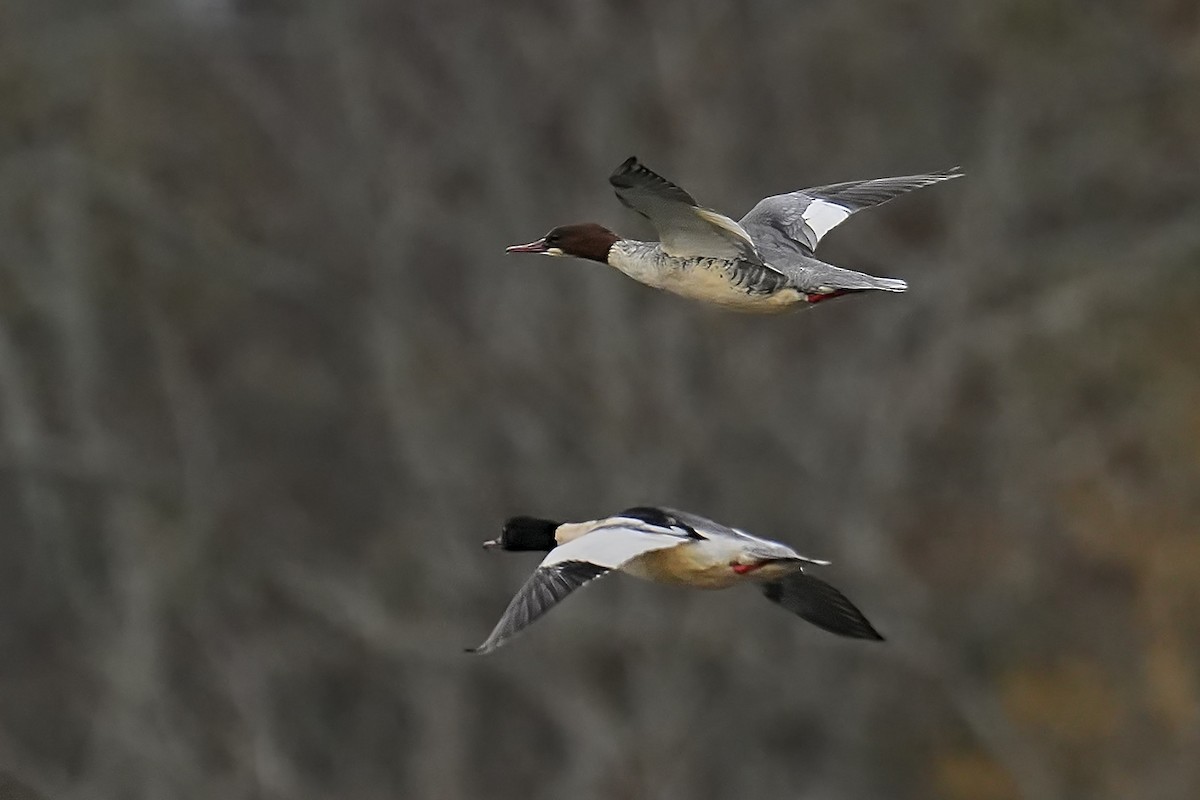 Common Merganser - ML644927698