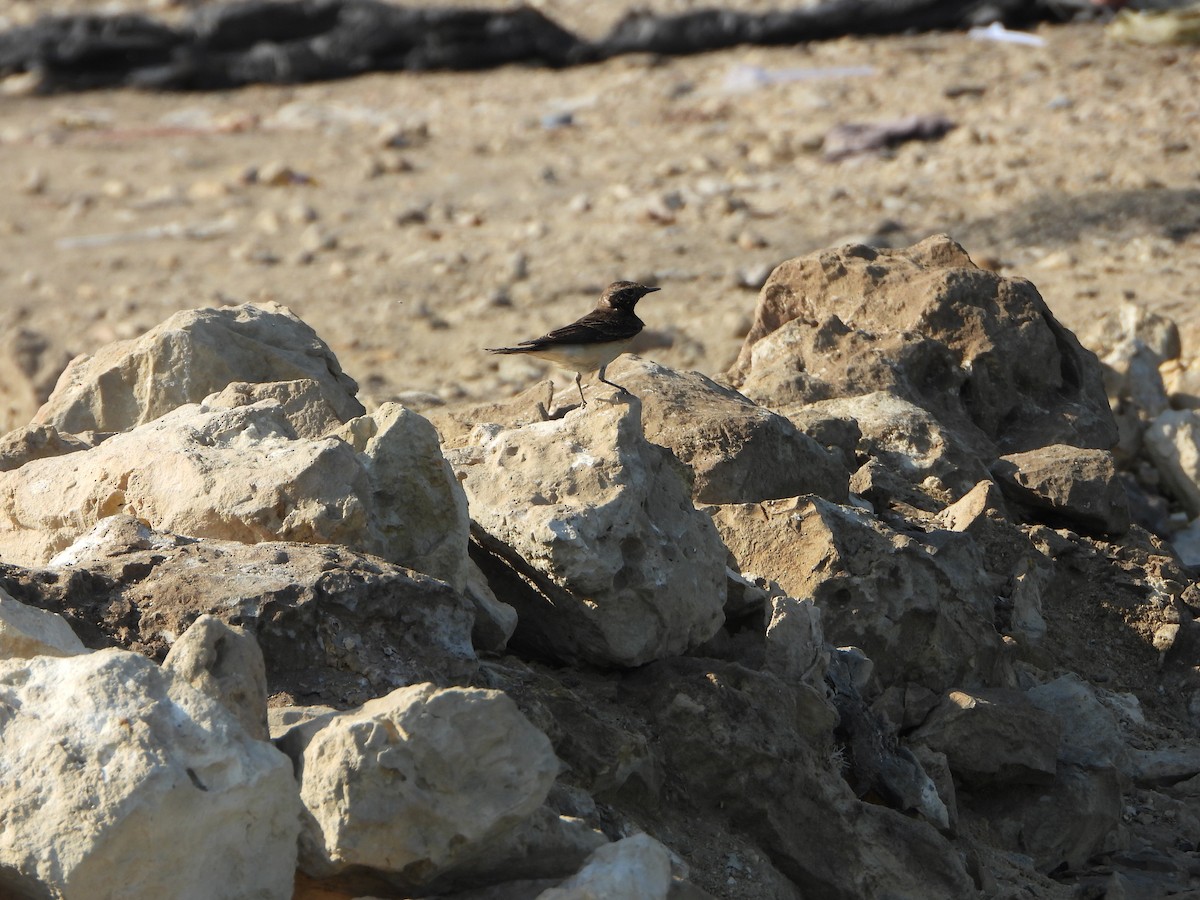 Pied Wheatear - ML644927706