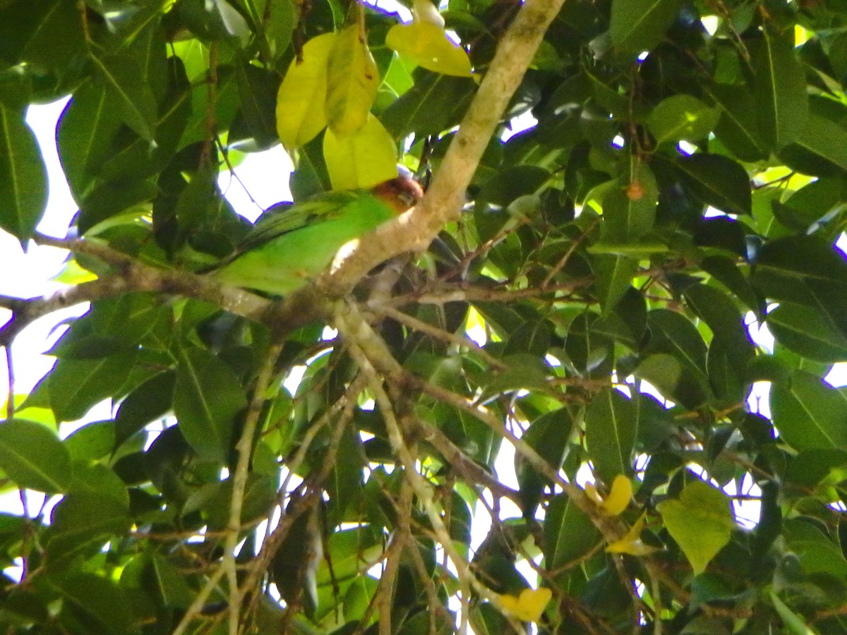 Рыжеголовая танагра - ML644927707