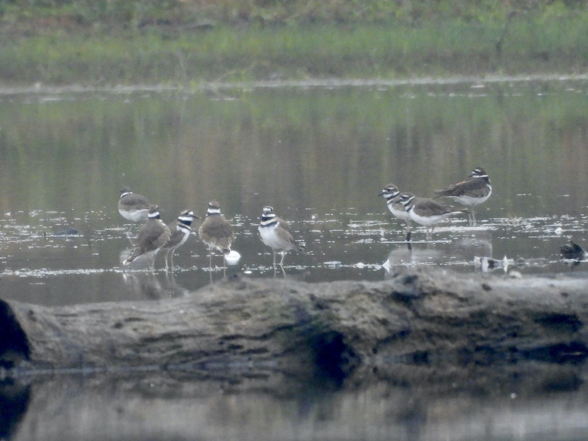 Крикливый зуёк - ML644927711