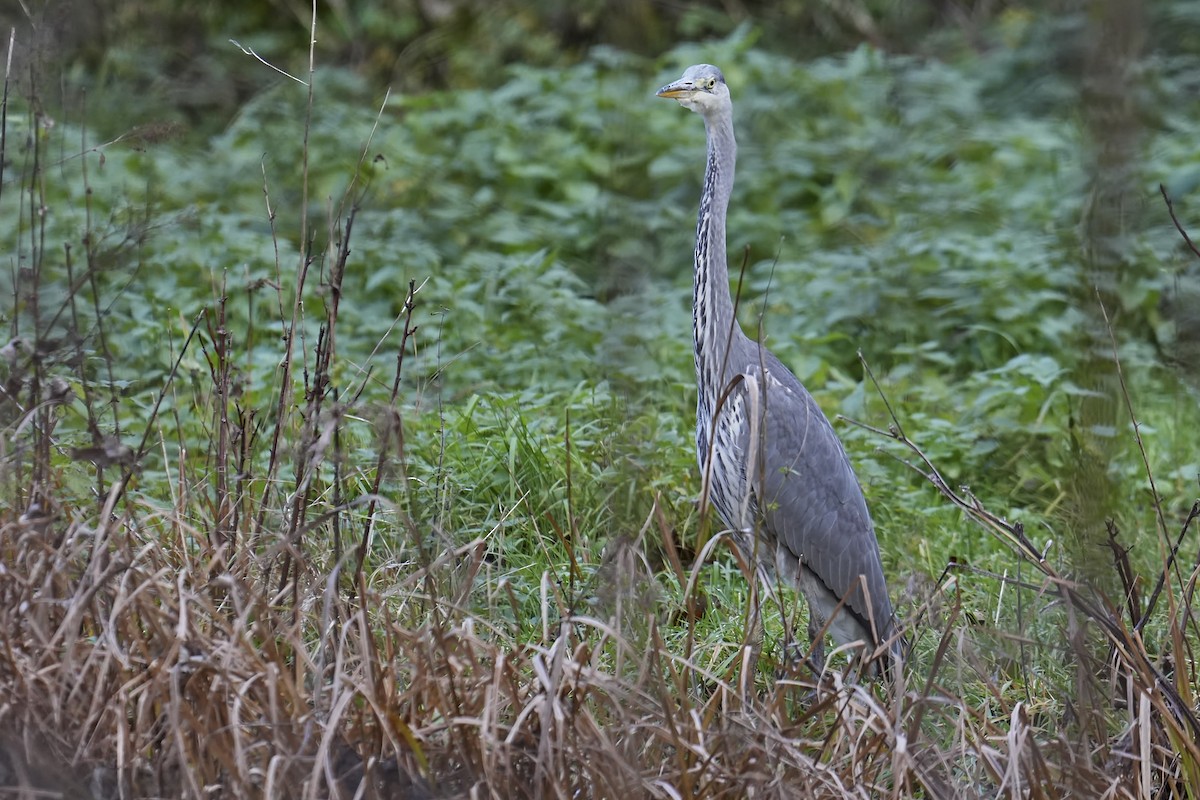 Gray Heron - ML644927716