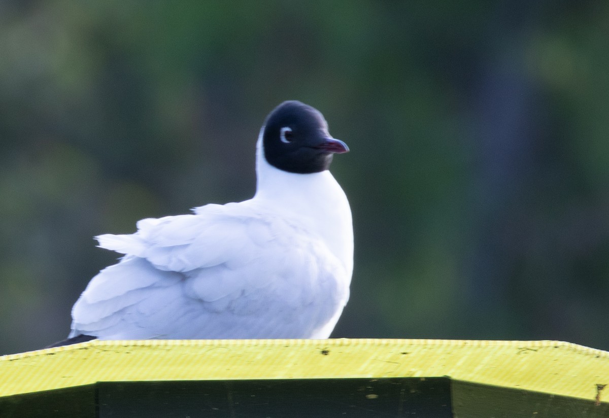 Andean Gull - ML644927728