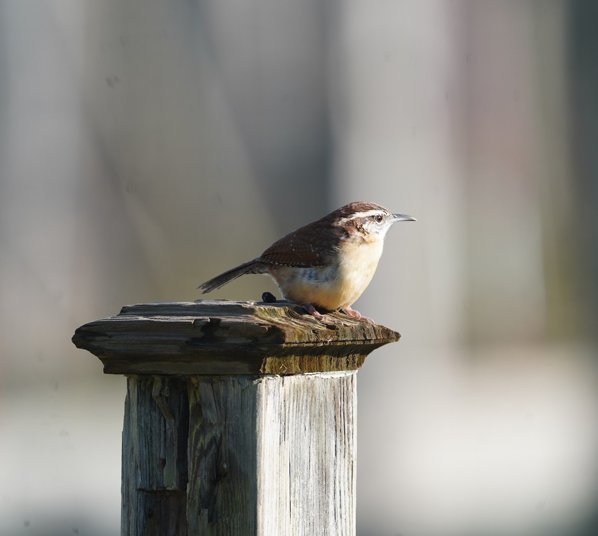 Carolina Wren - ML644927734