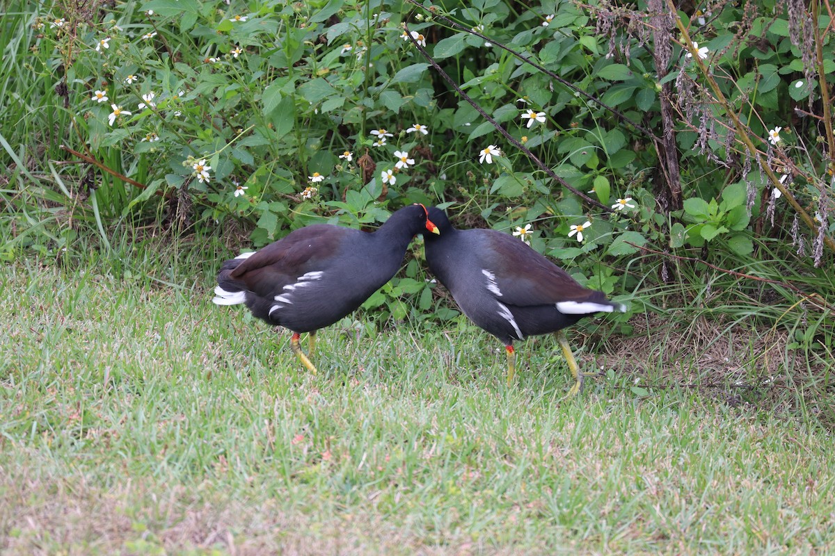 Курочка латиноамериканська - ML644927746