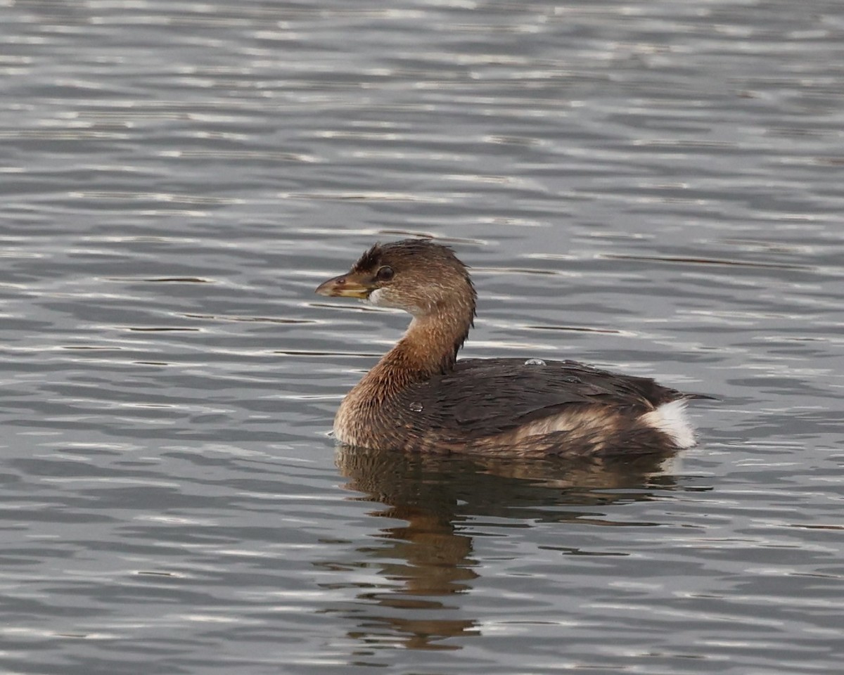 Pied-billed Grebe - ML644927748