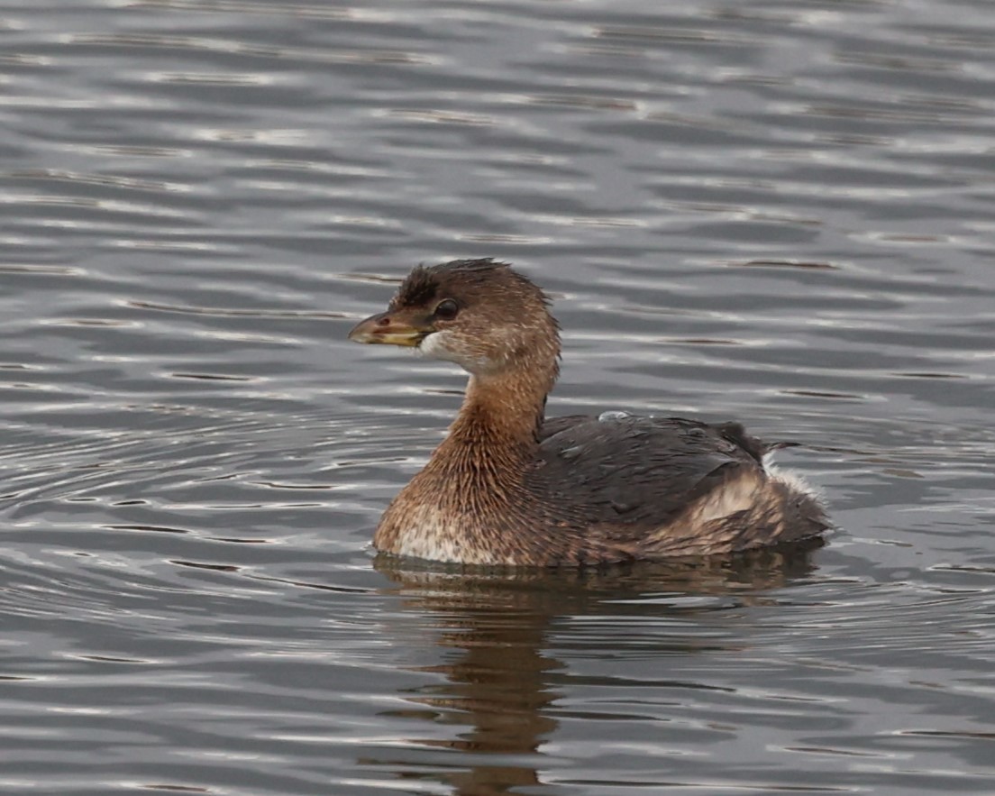 Pied-billed Grebe - ML644927749
