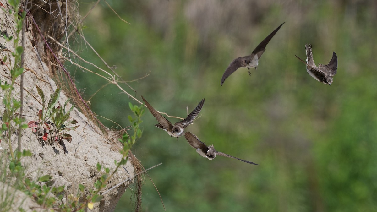 Uhalde-enara arrunta - ML644927753