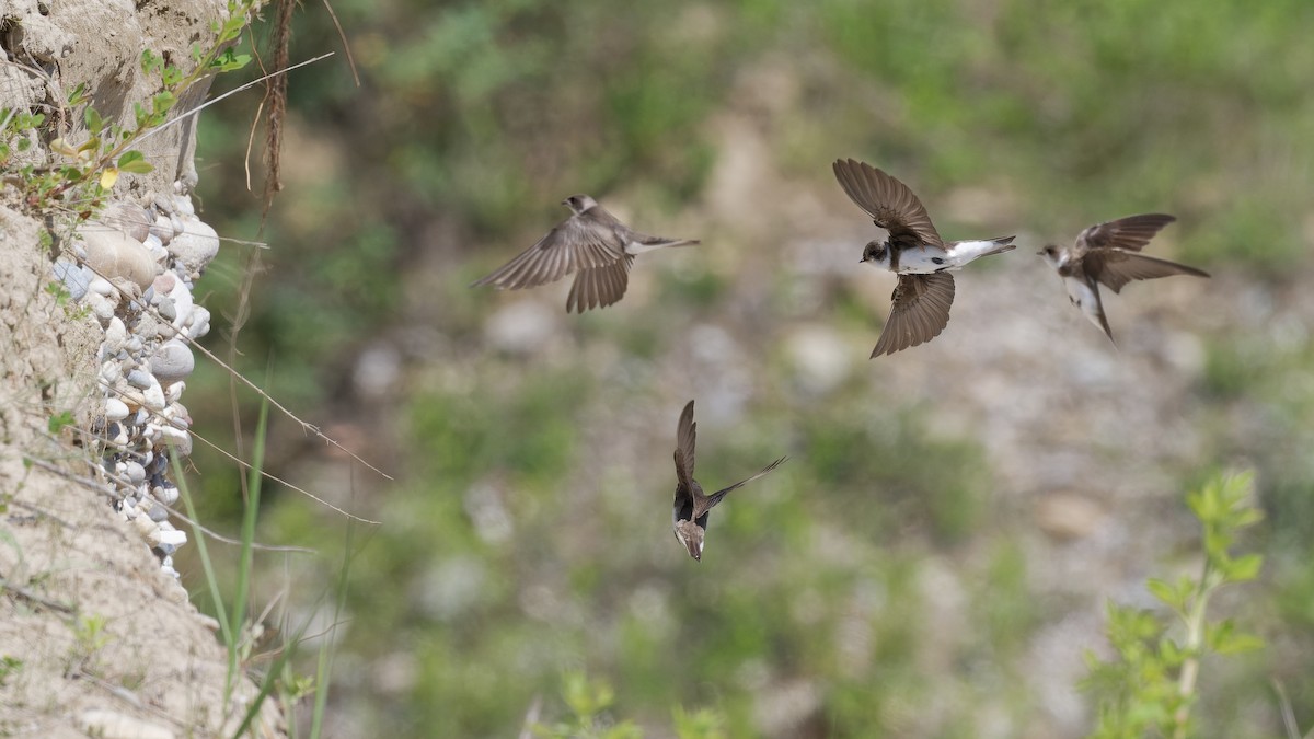 Uhalde-enara arrunta - ML644927755