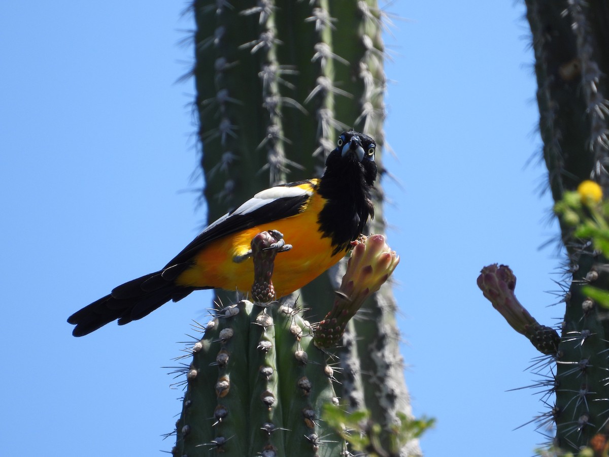 brilletrupial - ML644927760