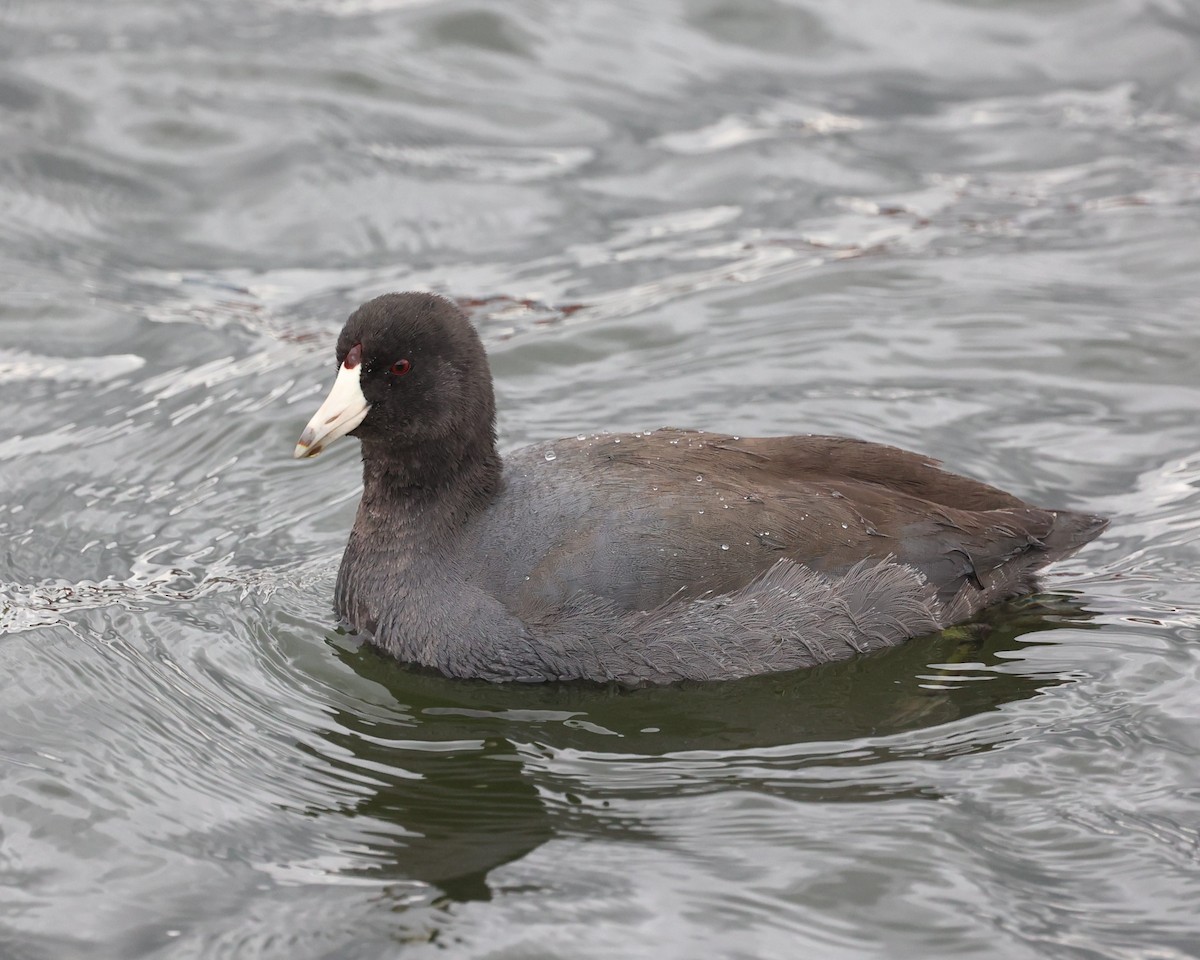 American Coot - ML644927775