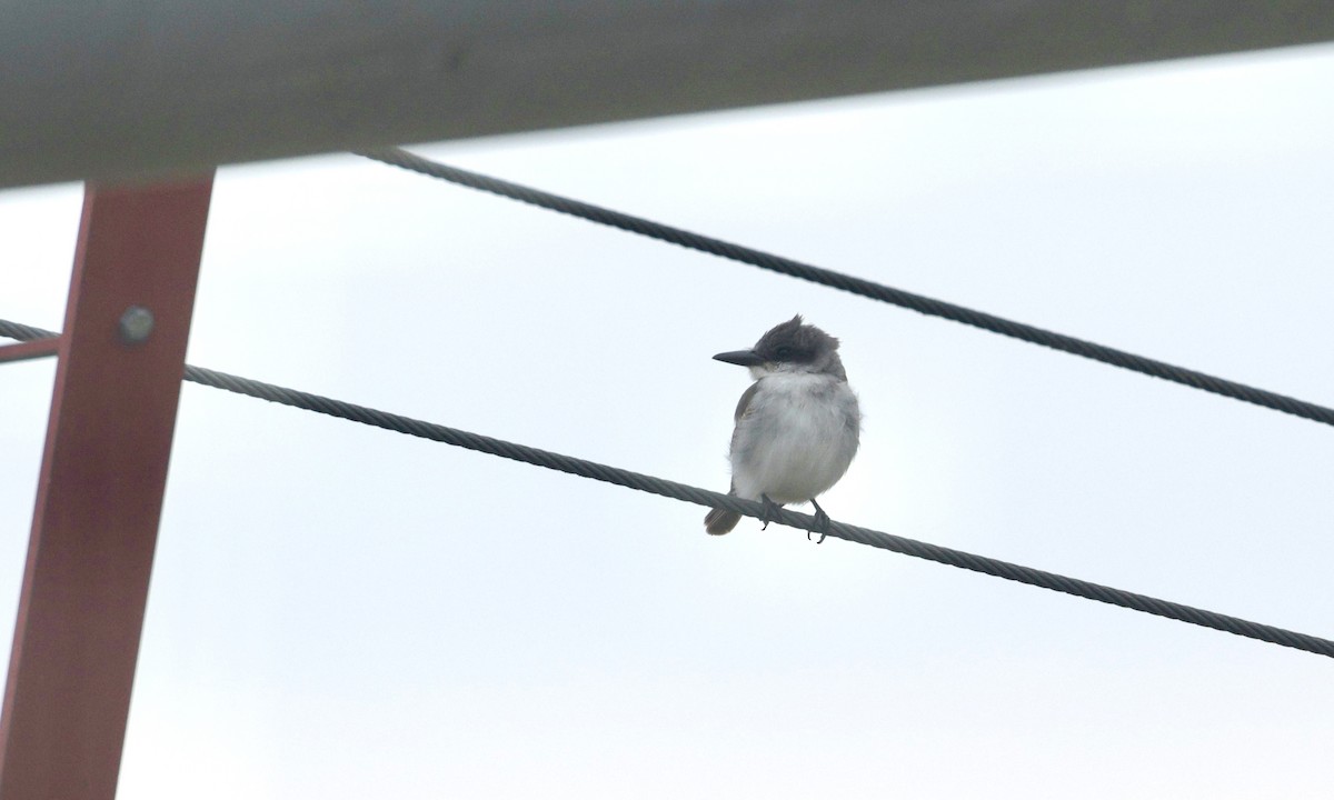 ハイイロタイランチョウ - ML644927781