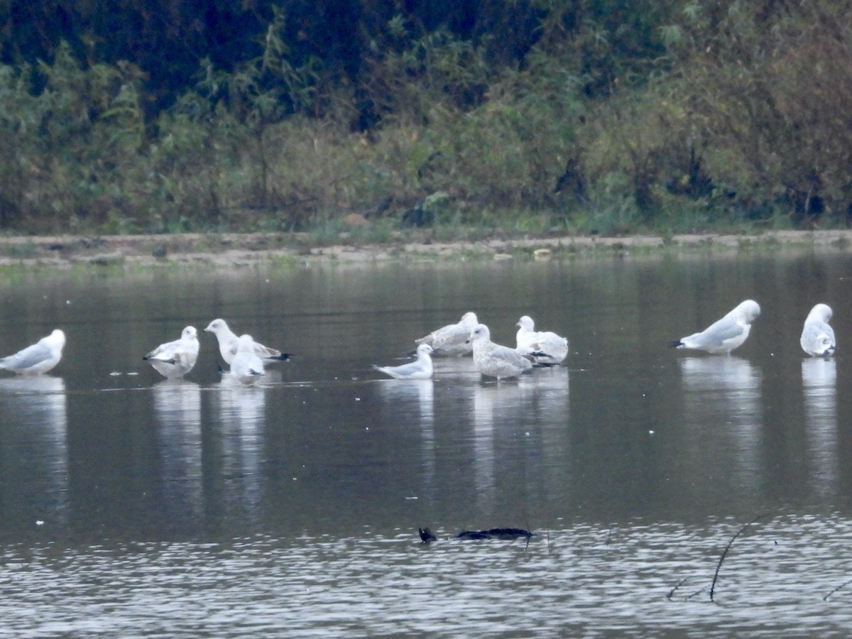 Бонапартова чайка - ML644927790