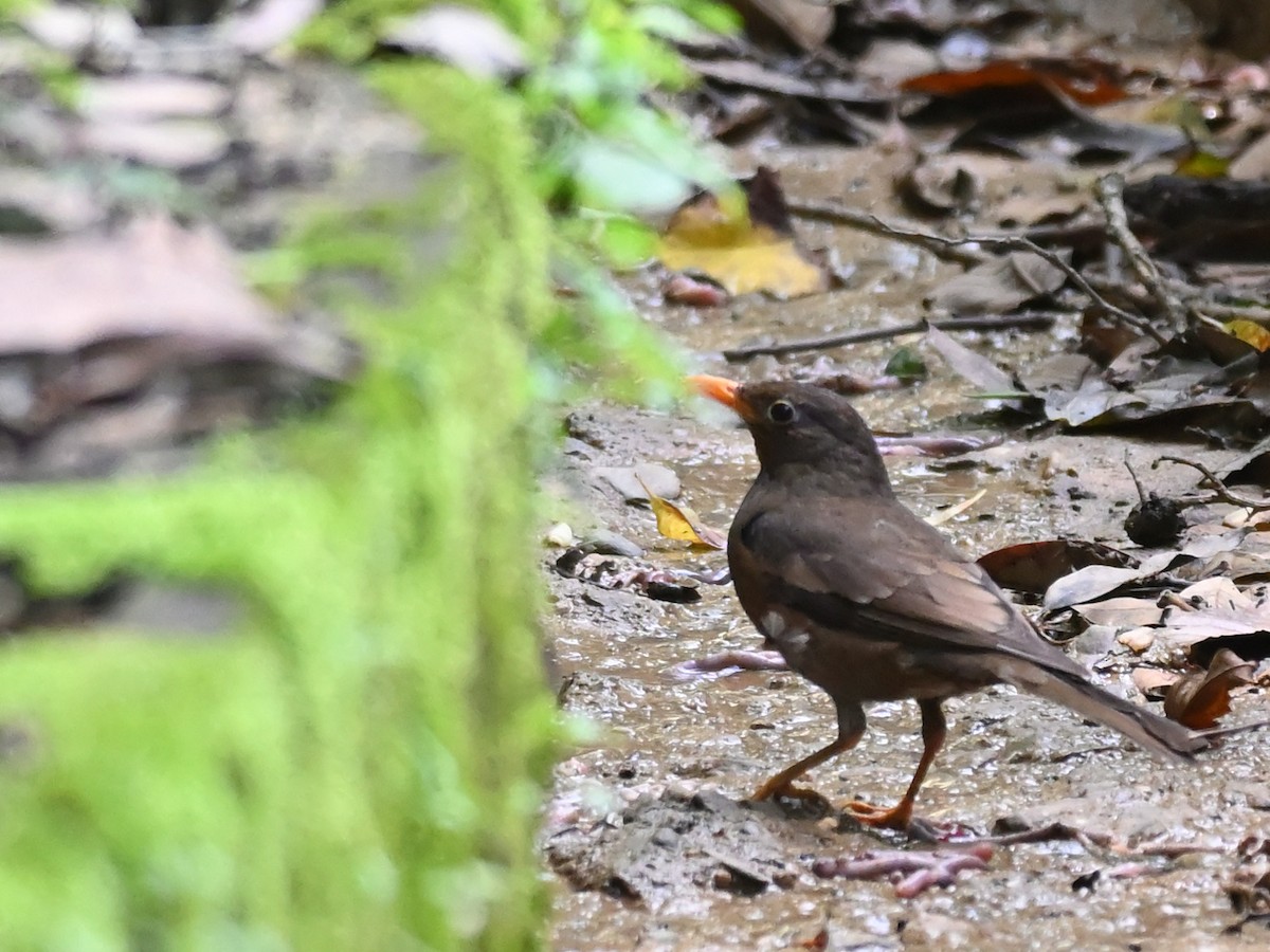Gray-winged Blackbird - ML644927798