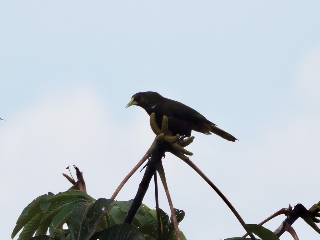 Cacique Verdioscuro - ML644927807