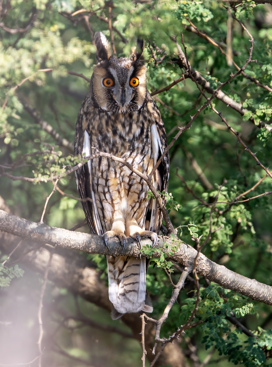 Long-eared Owl - ML644927812