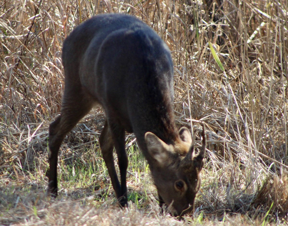 梅花鹿 - ML644927819