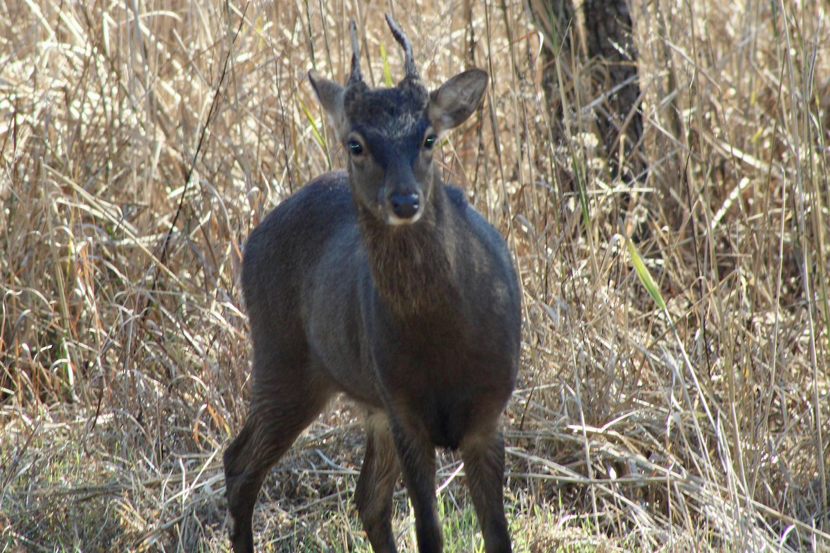 梅花鹿 - ML644927821