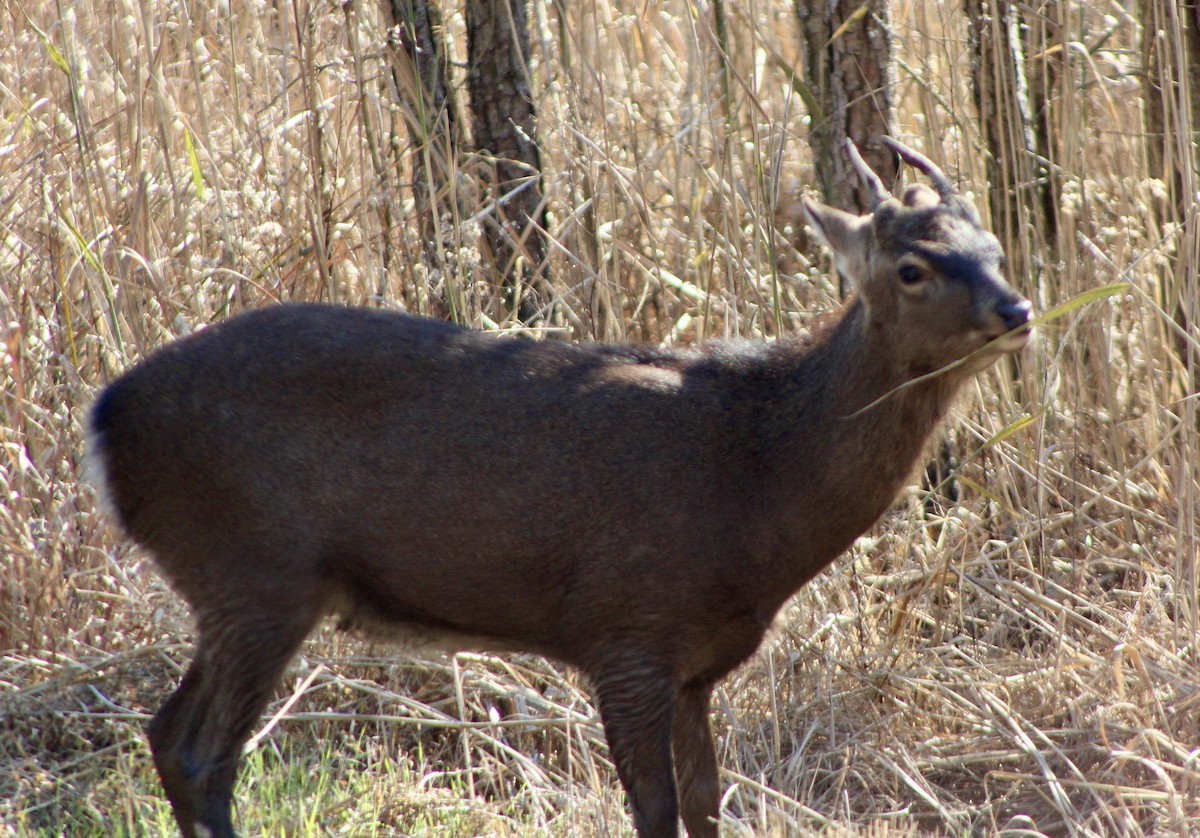 梅花鹿 - ML644927823