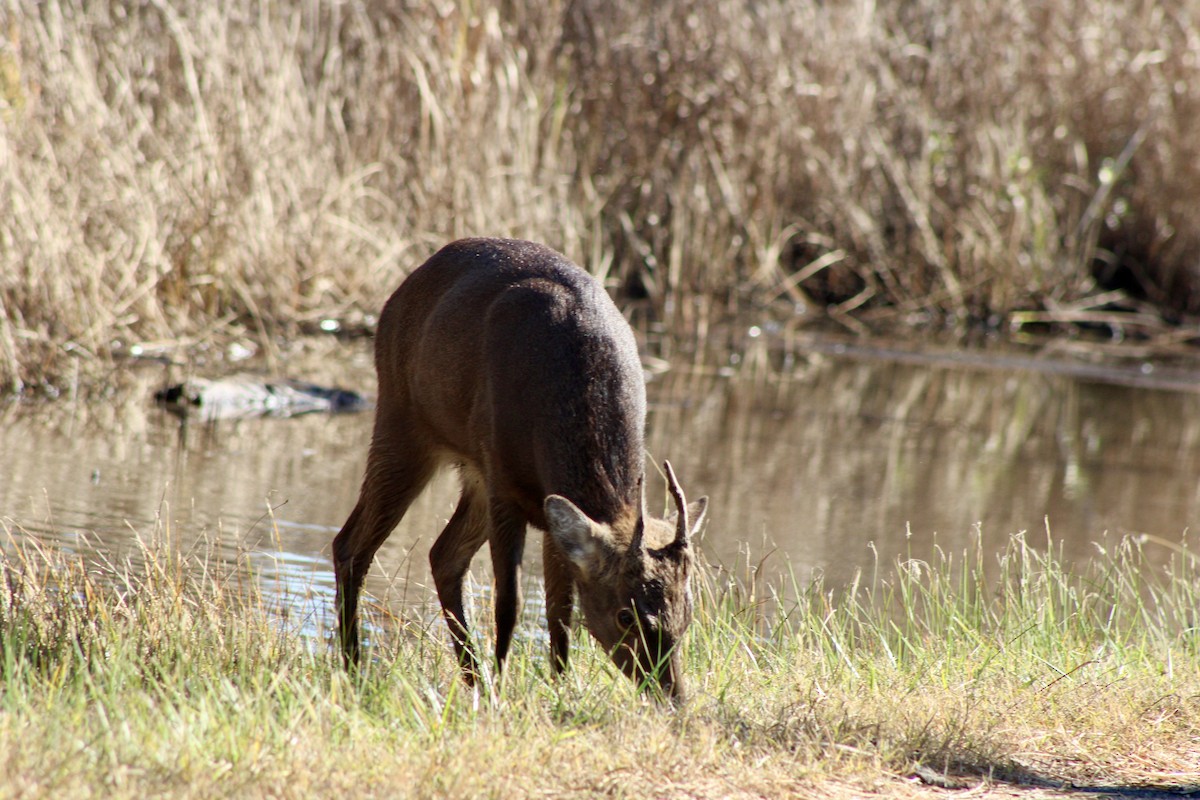 梅花鹿 - ML644927824