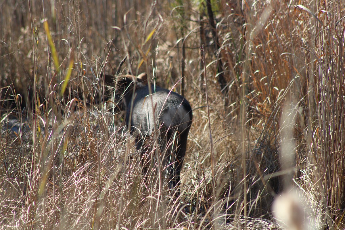 梅花鹿 - ML644927825
