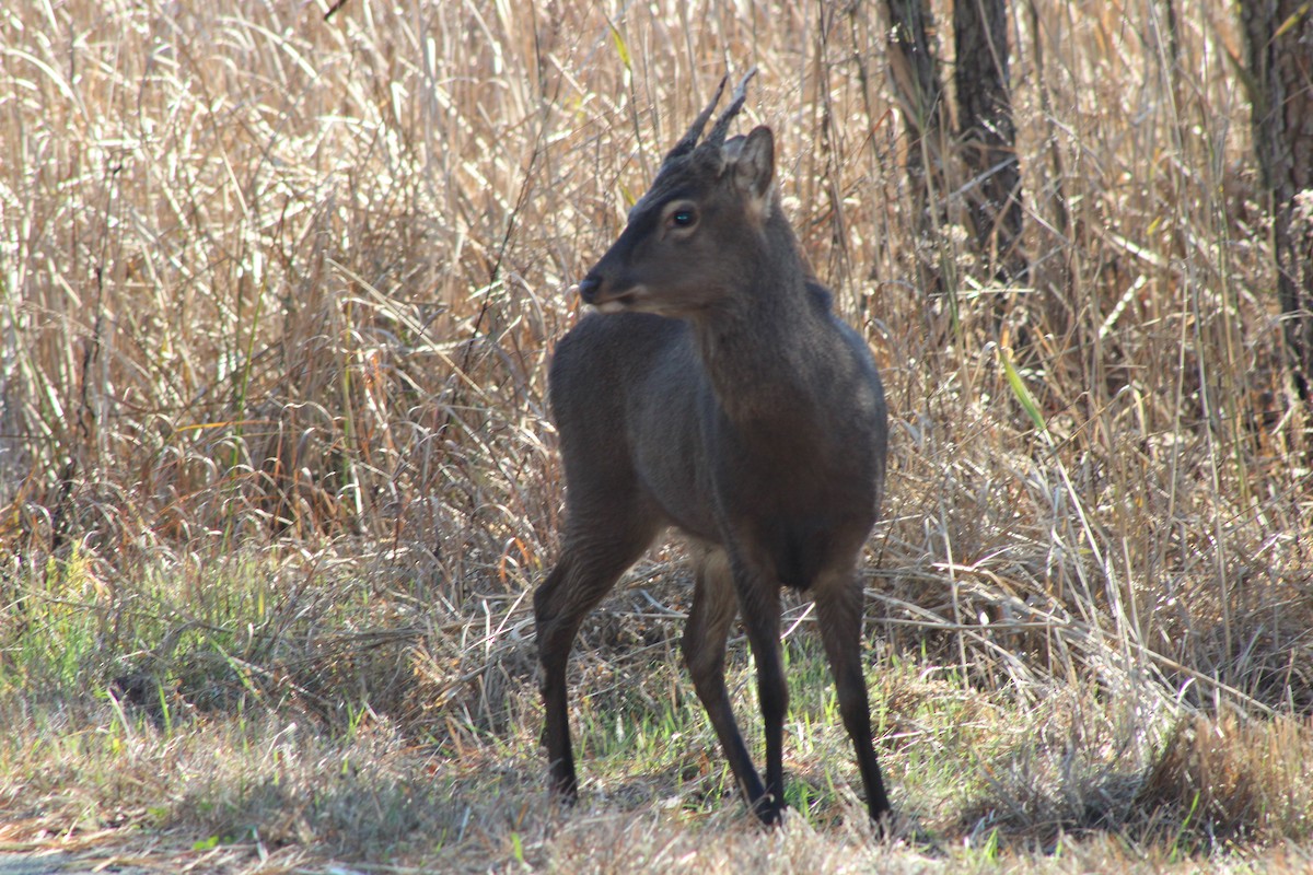 梅花鹿 - ML644927826