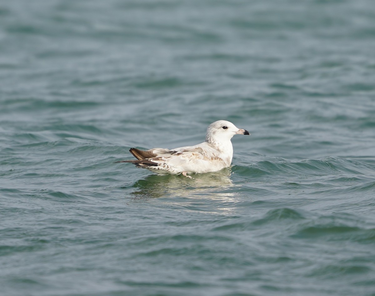 Ring-billed Gull - ML644927830