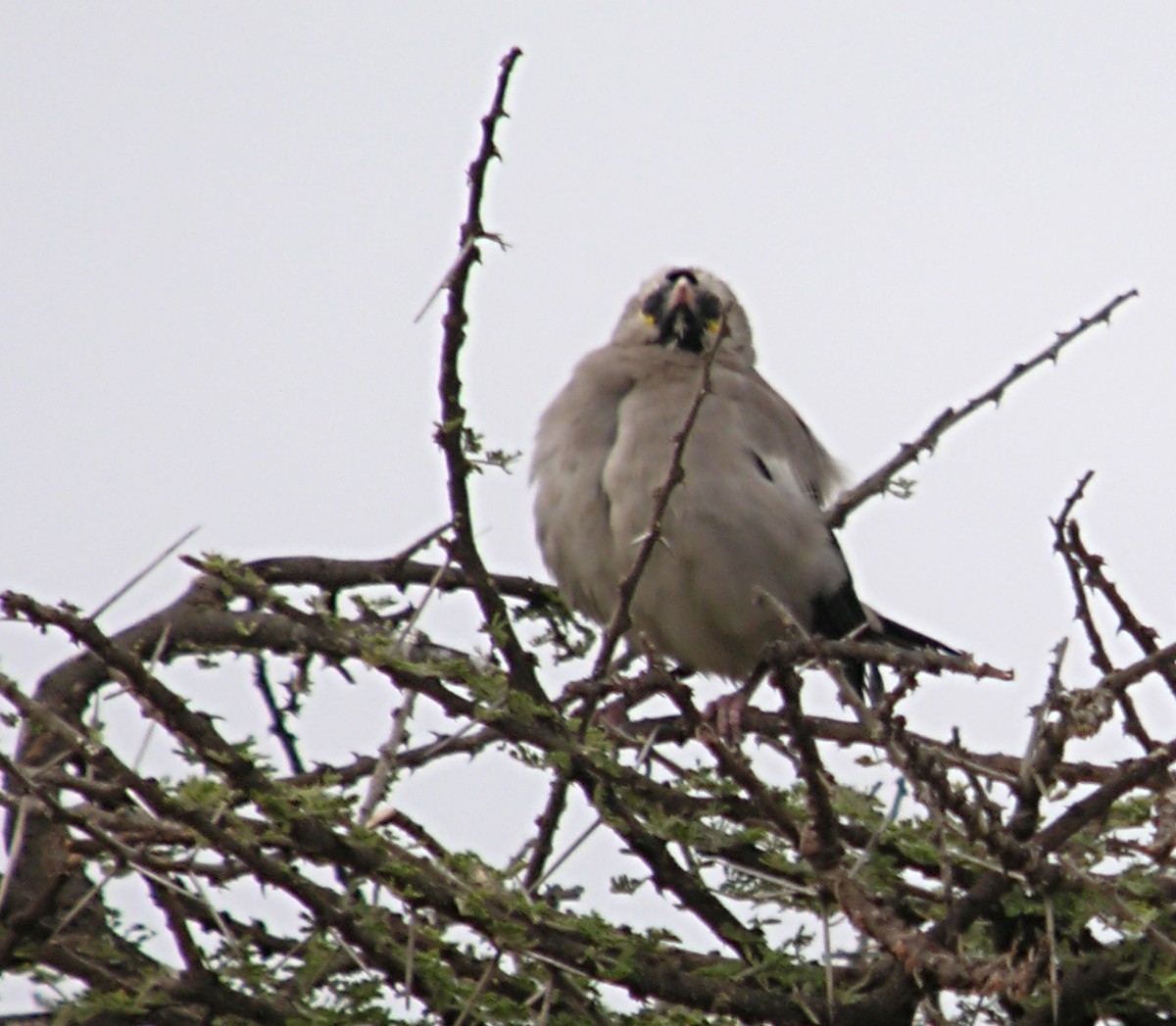 Wattled Starling - ML644927843