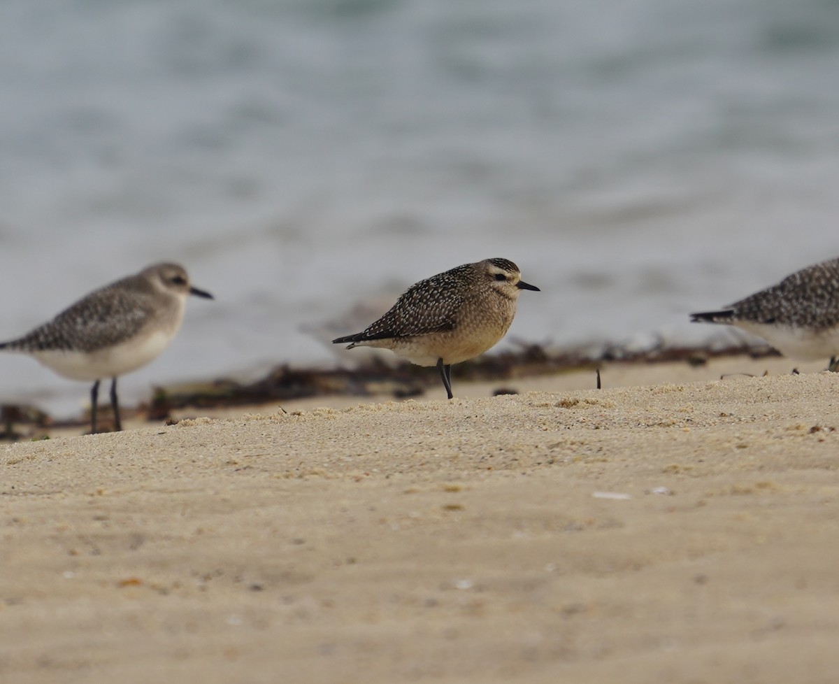 American Golden-Plover - ML644927849